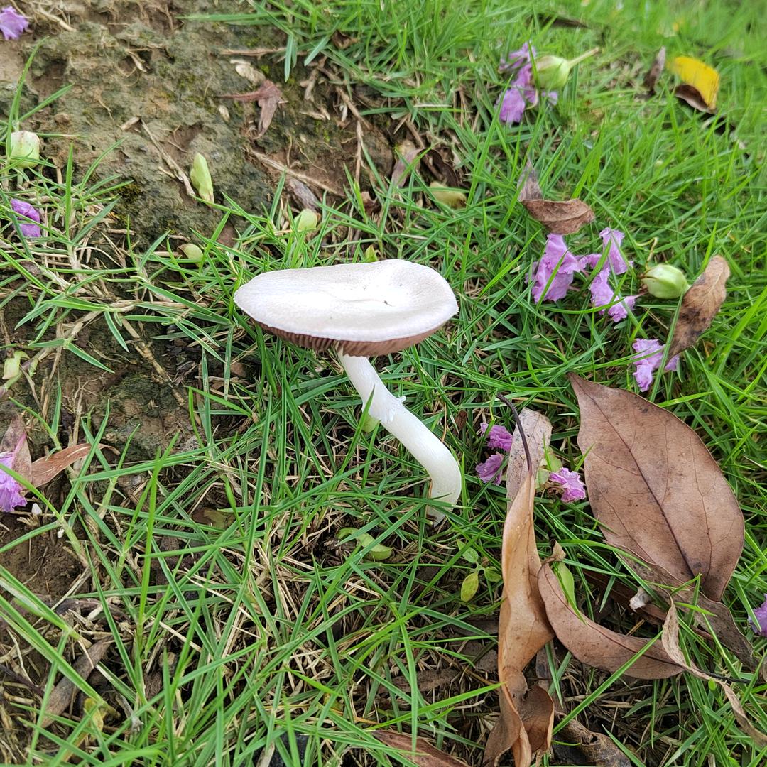 一朵蘑菇🍄