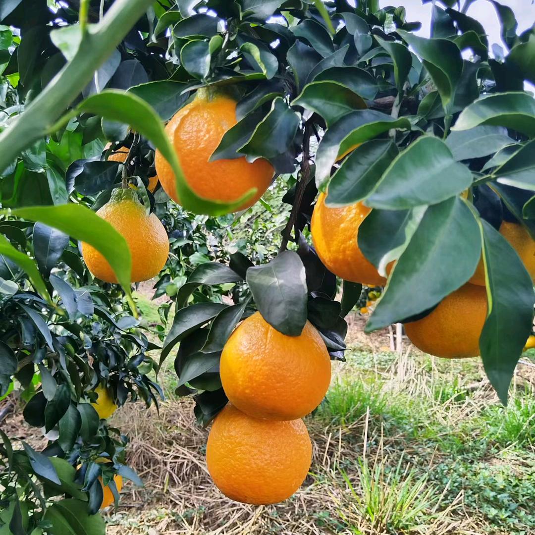 小车水果蔬菜