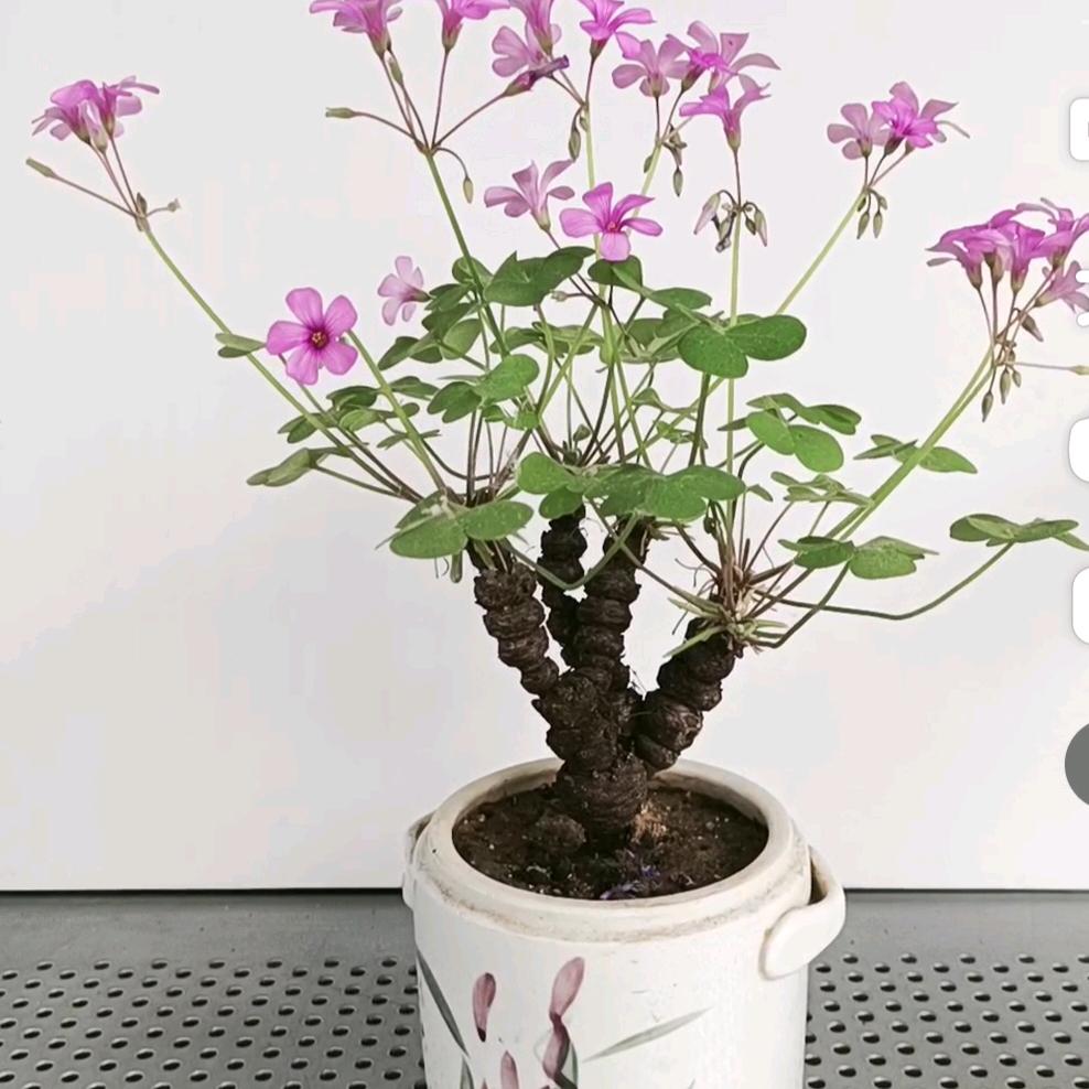 木子花卉1