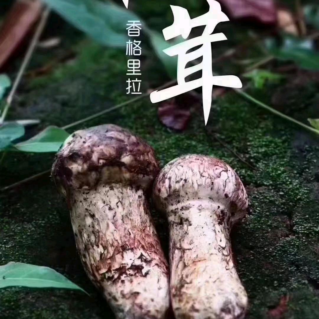 七朵山珍