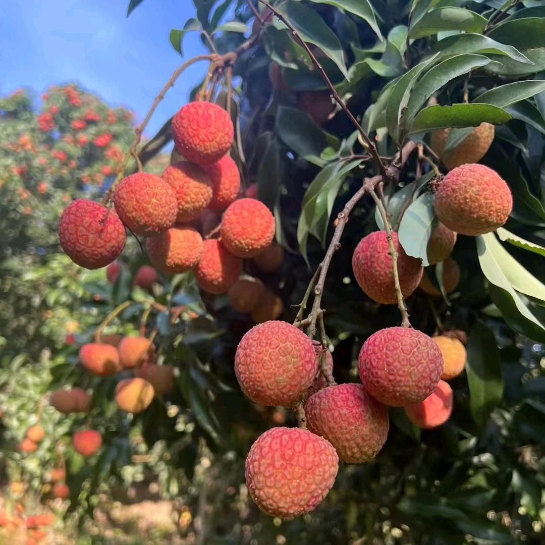 高州嘉骏食品店