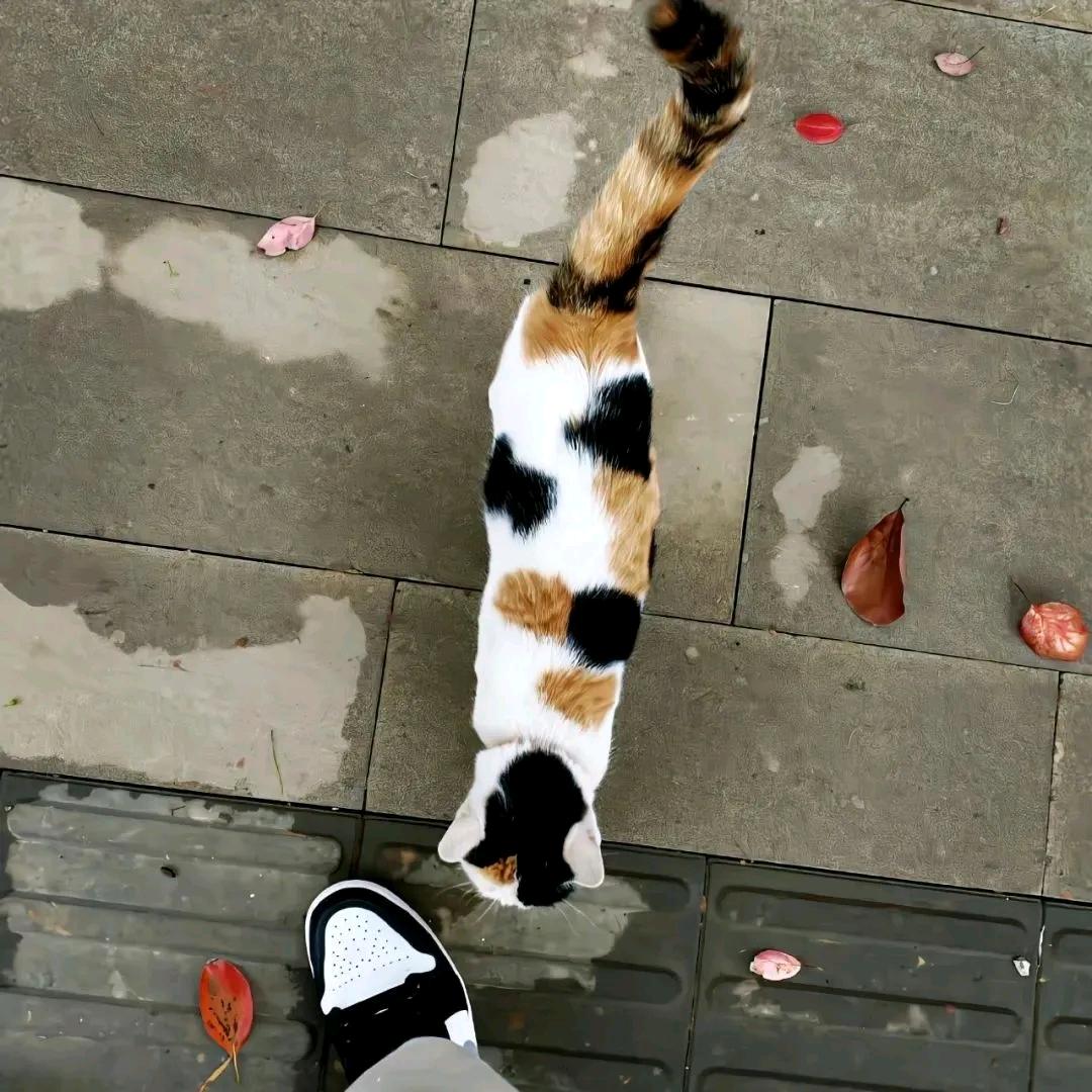 我是一只西洋参