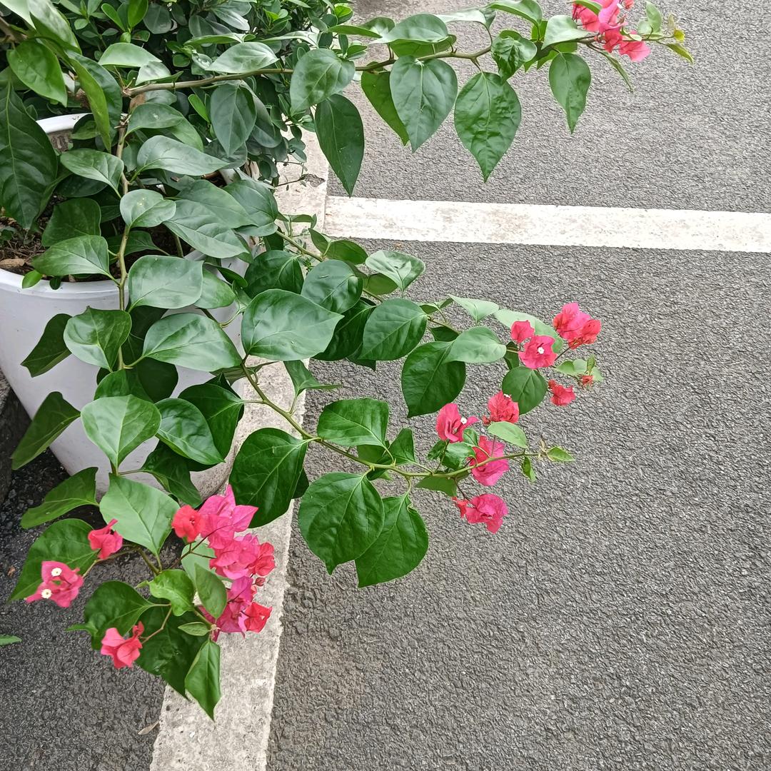 小微