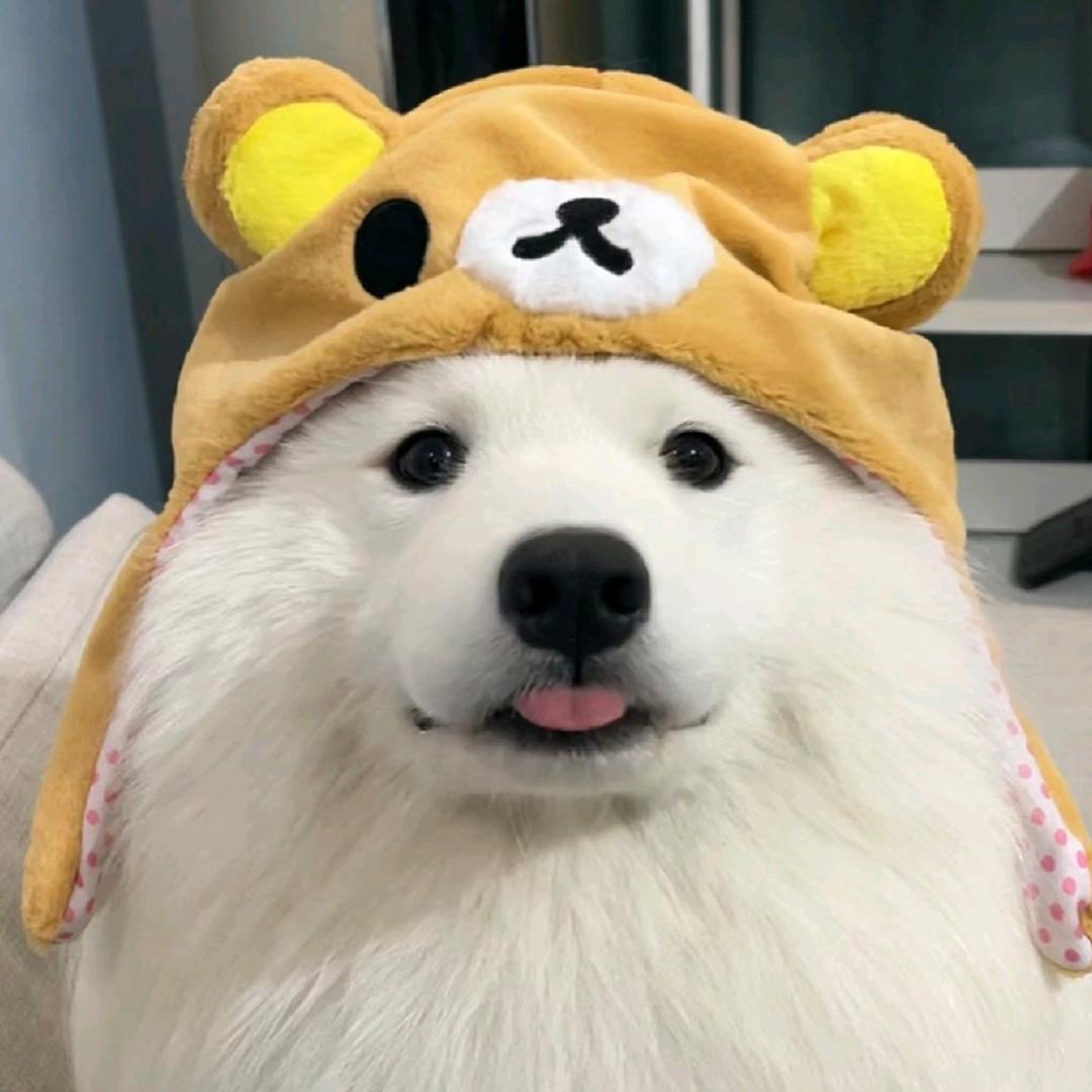 来瓶特仑苏