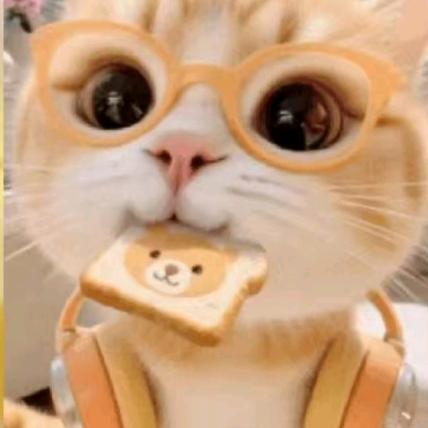 精灵猫
