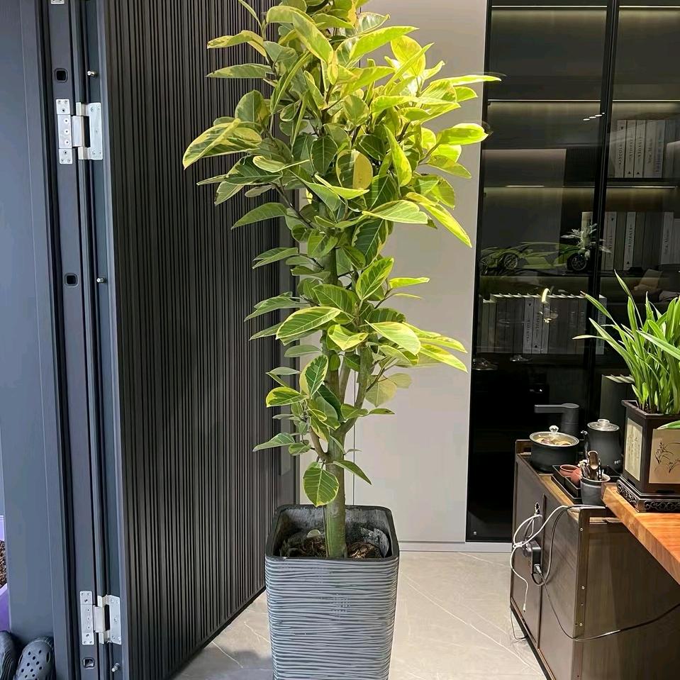 梦源专营店直播间