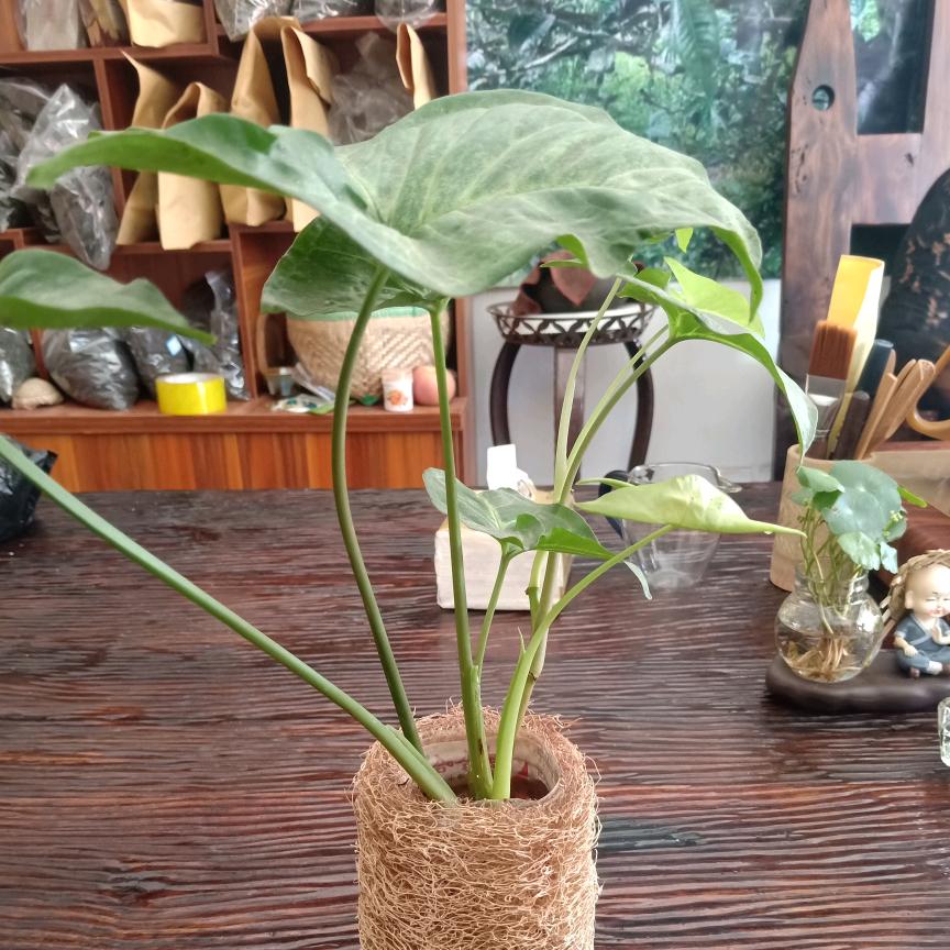 茶之本味，源于自然
