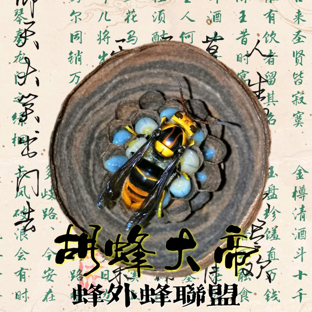 胡蜂大帝