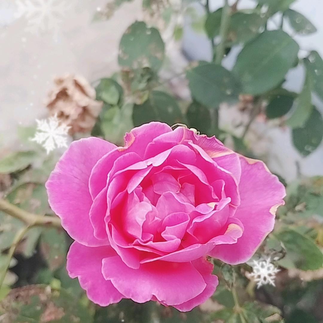 真心换来,假意