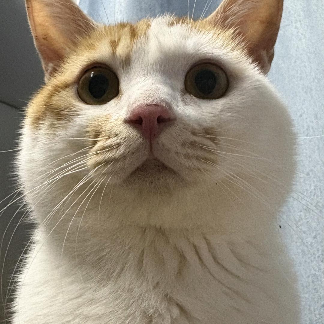 郑三姐（小二大帅府）