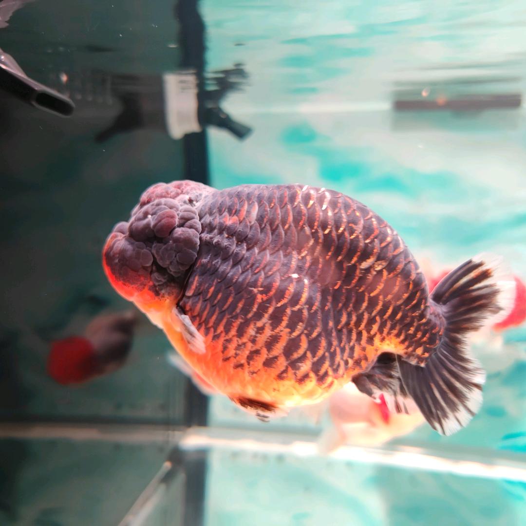 福州兰寿金鱼坊