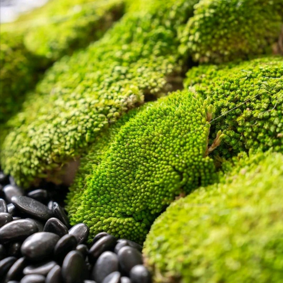 藓植永生苔藓