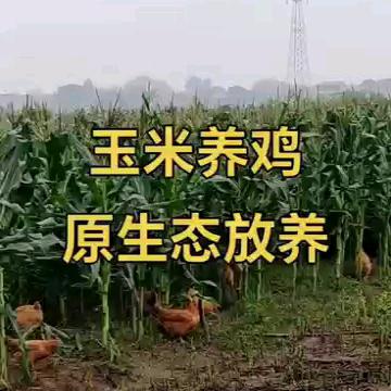 鸿韵达散养土鸡