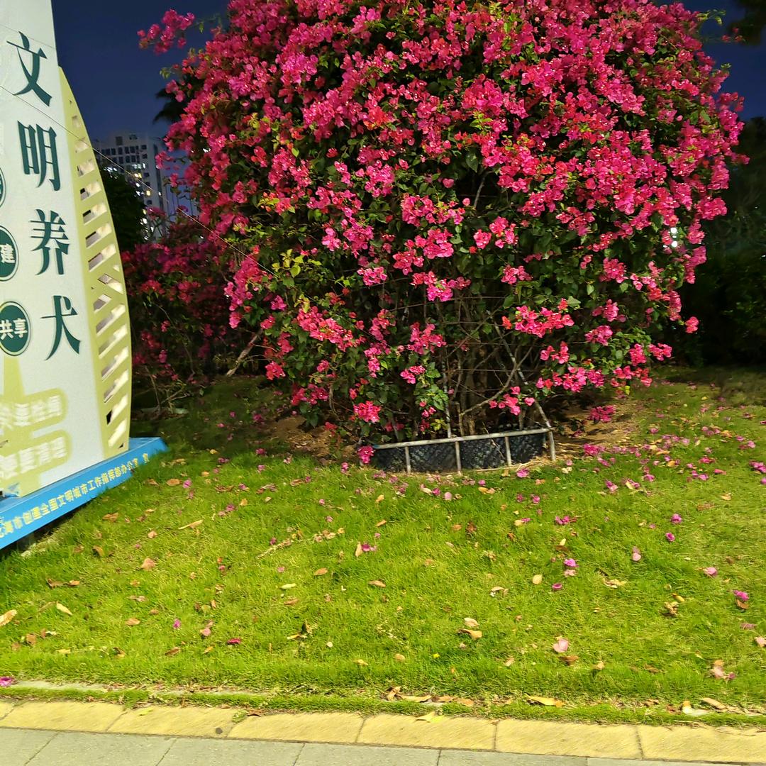 无名小花