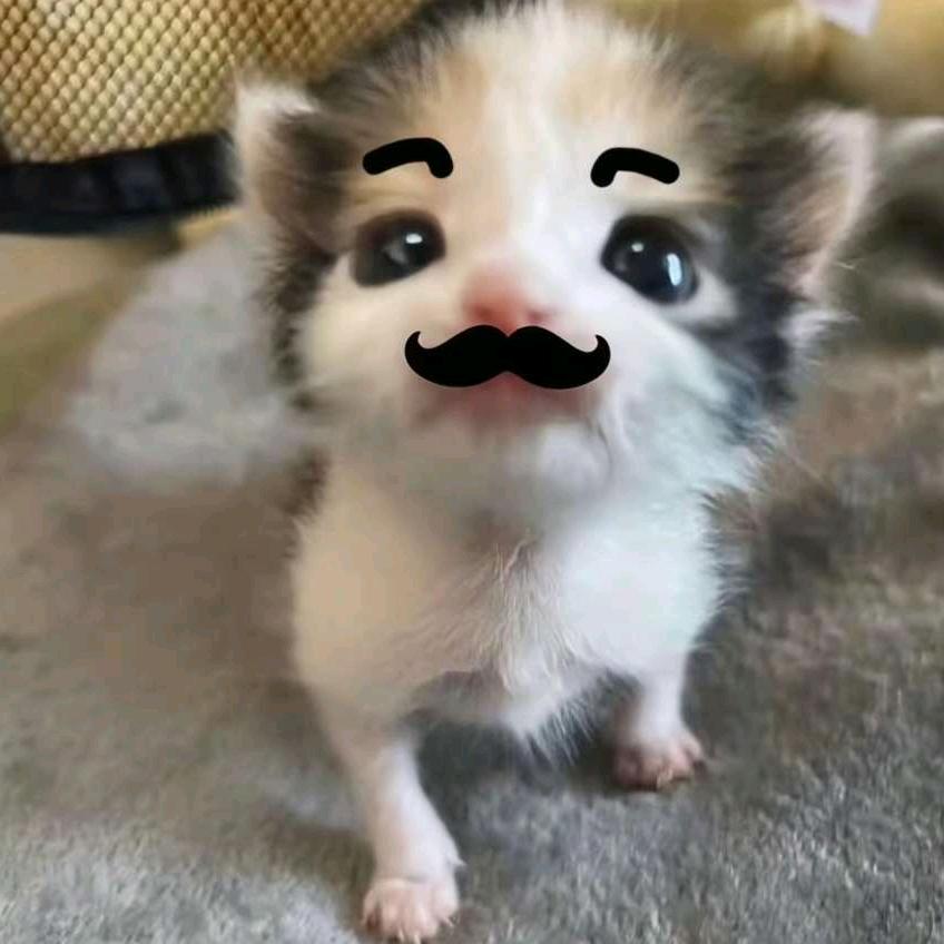 别动我的齐刘海