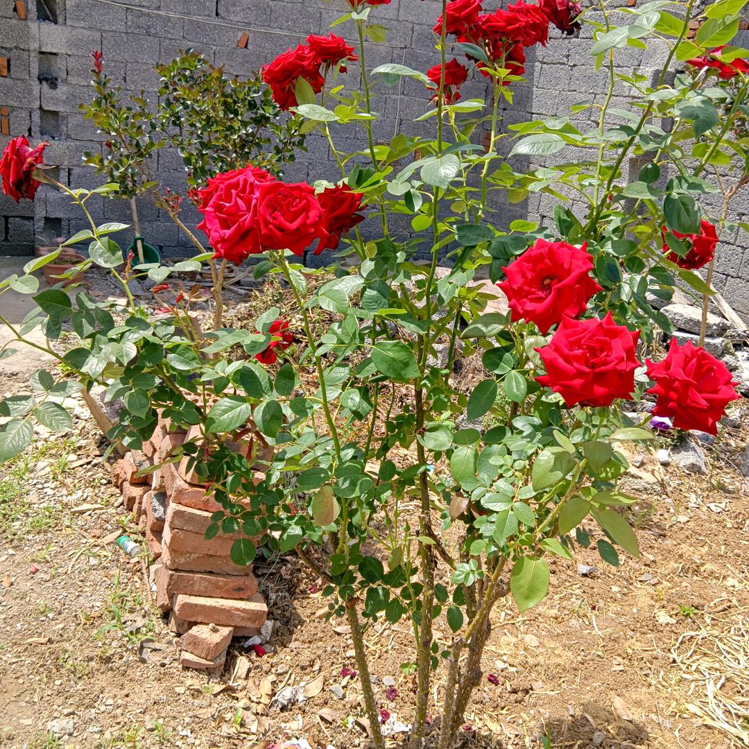 十五的月亮，十六园（袁）