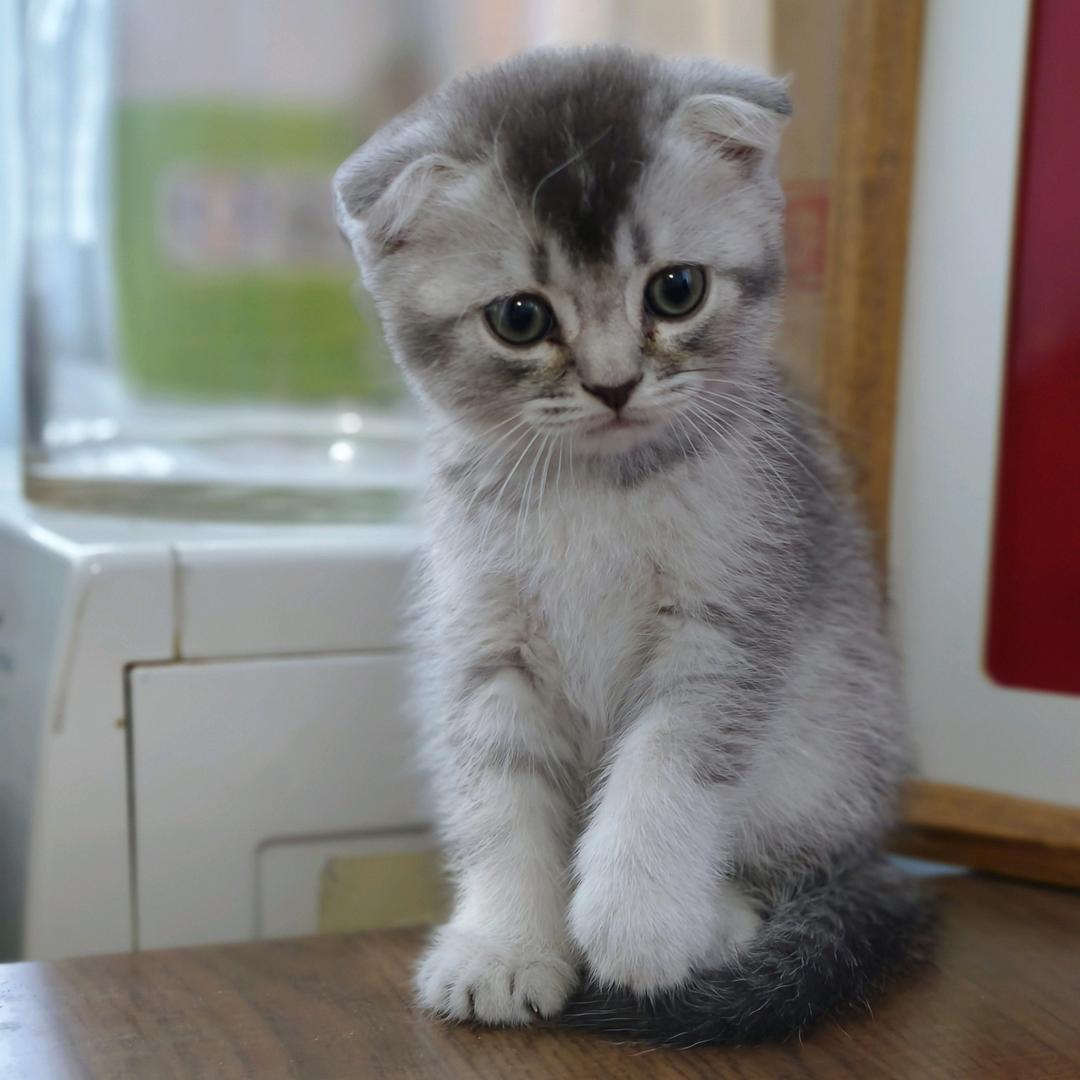 奥利奥是只猫🐱