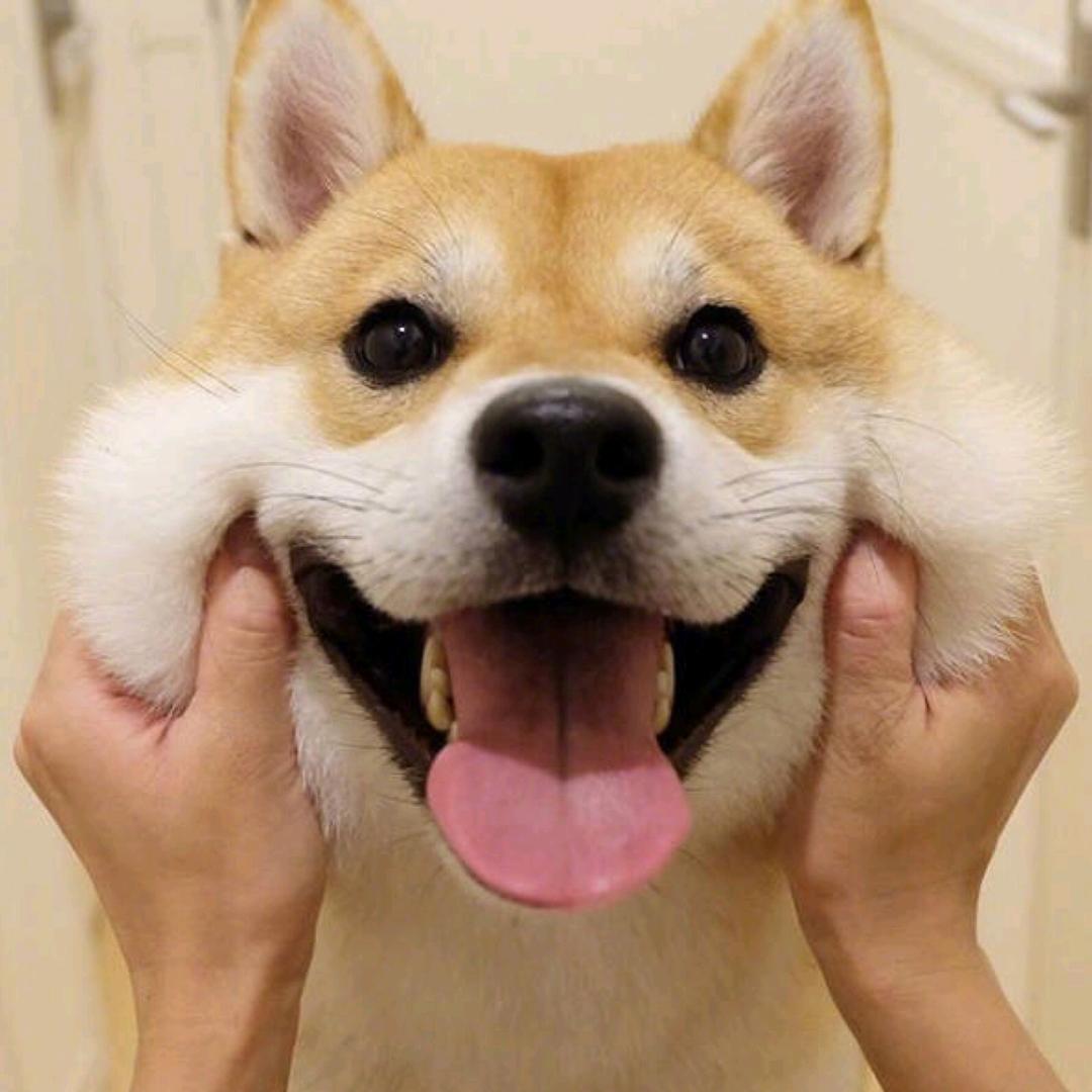 黑标品牌授权