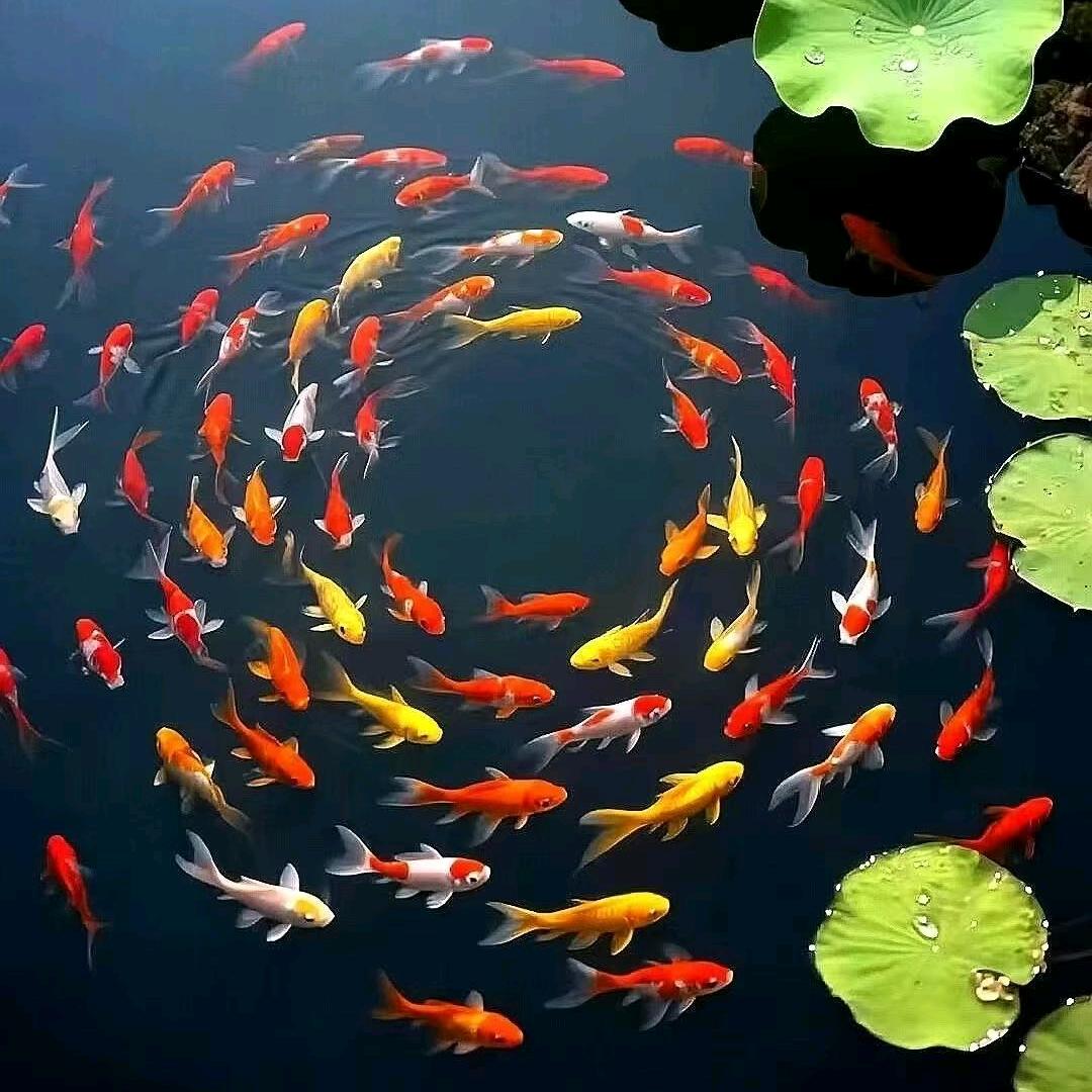 龍昊