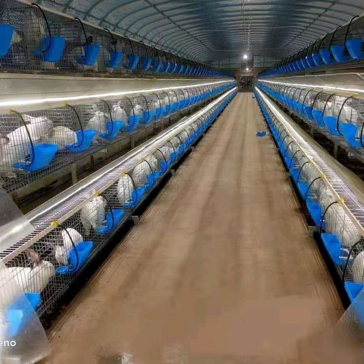 永圆养兔和收兔