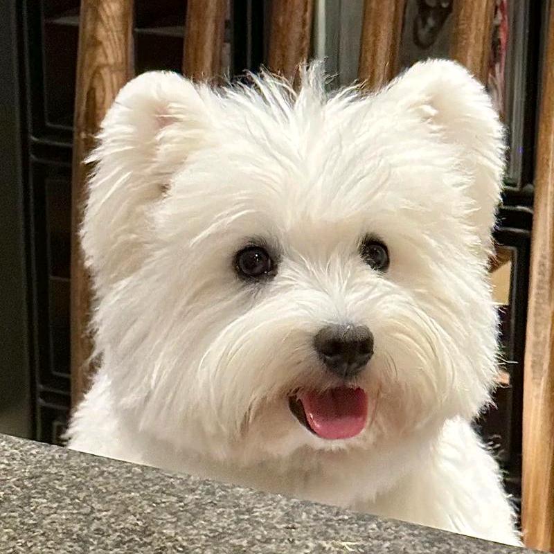 CC哥家的萌宠（直播号）