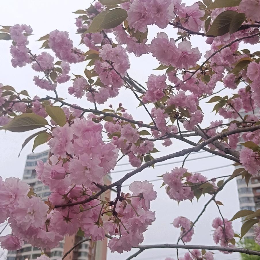生活永远美好
