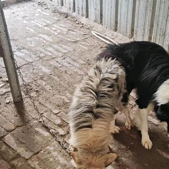 边牧犬舍
