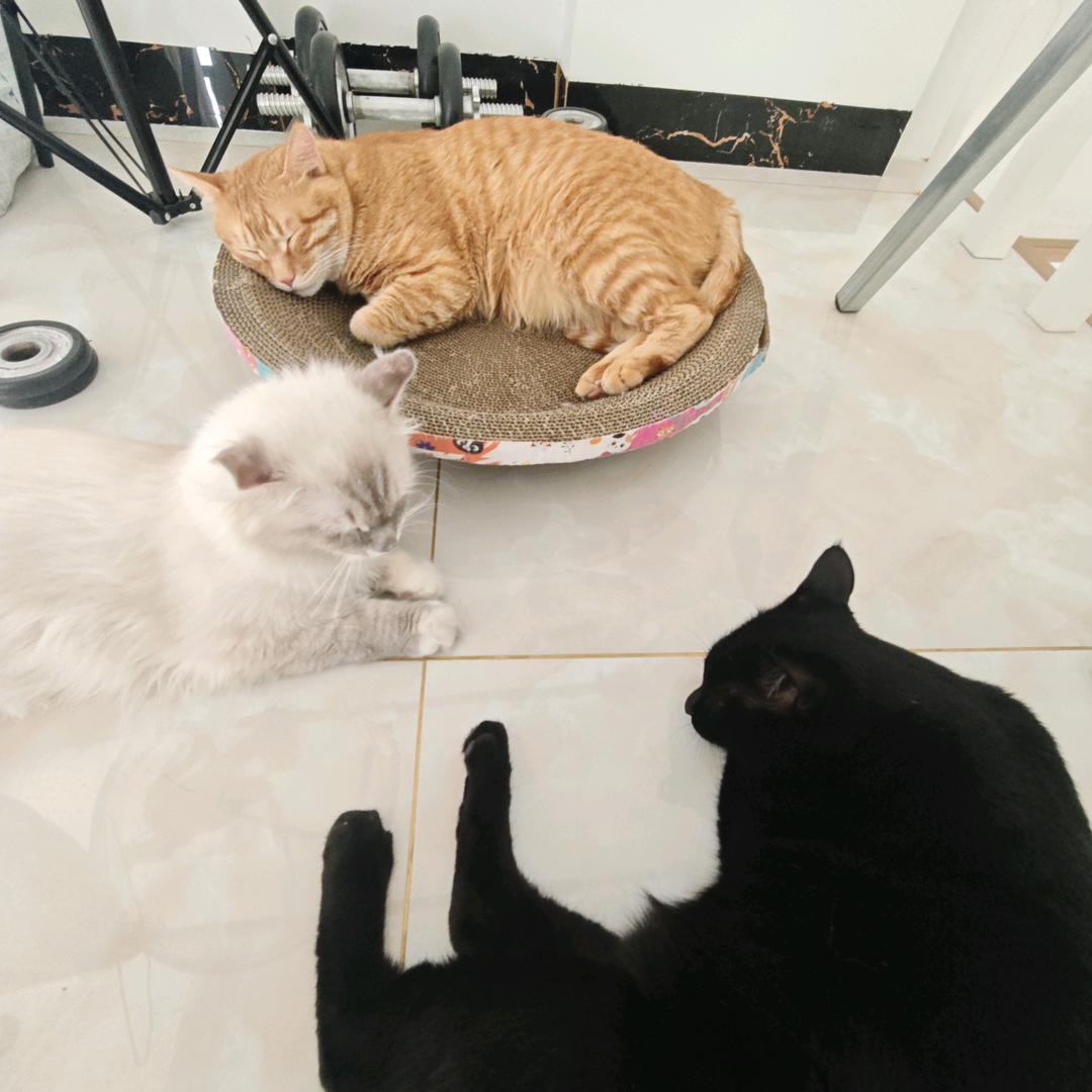 家有三宝