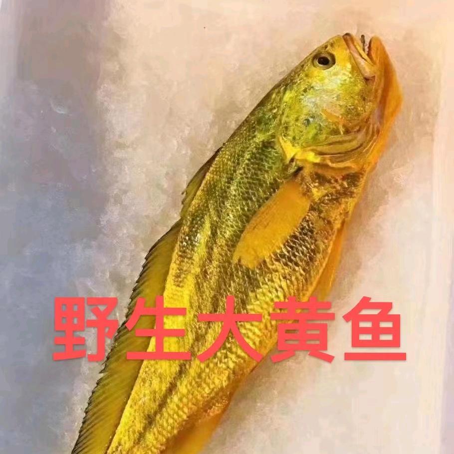 青春的模样
