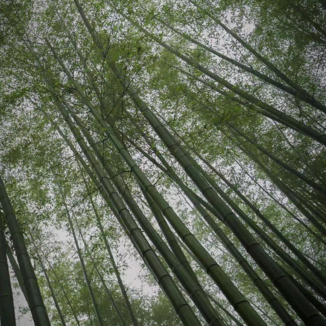 湘橙生物有机肥