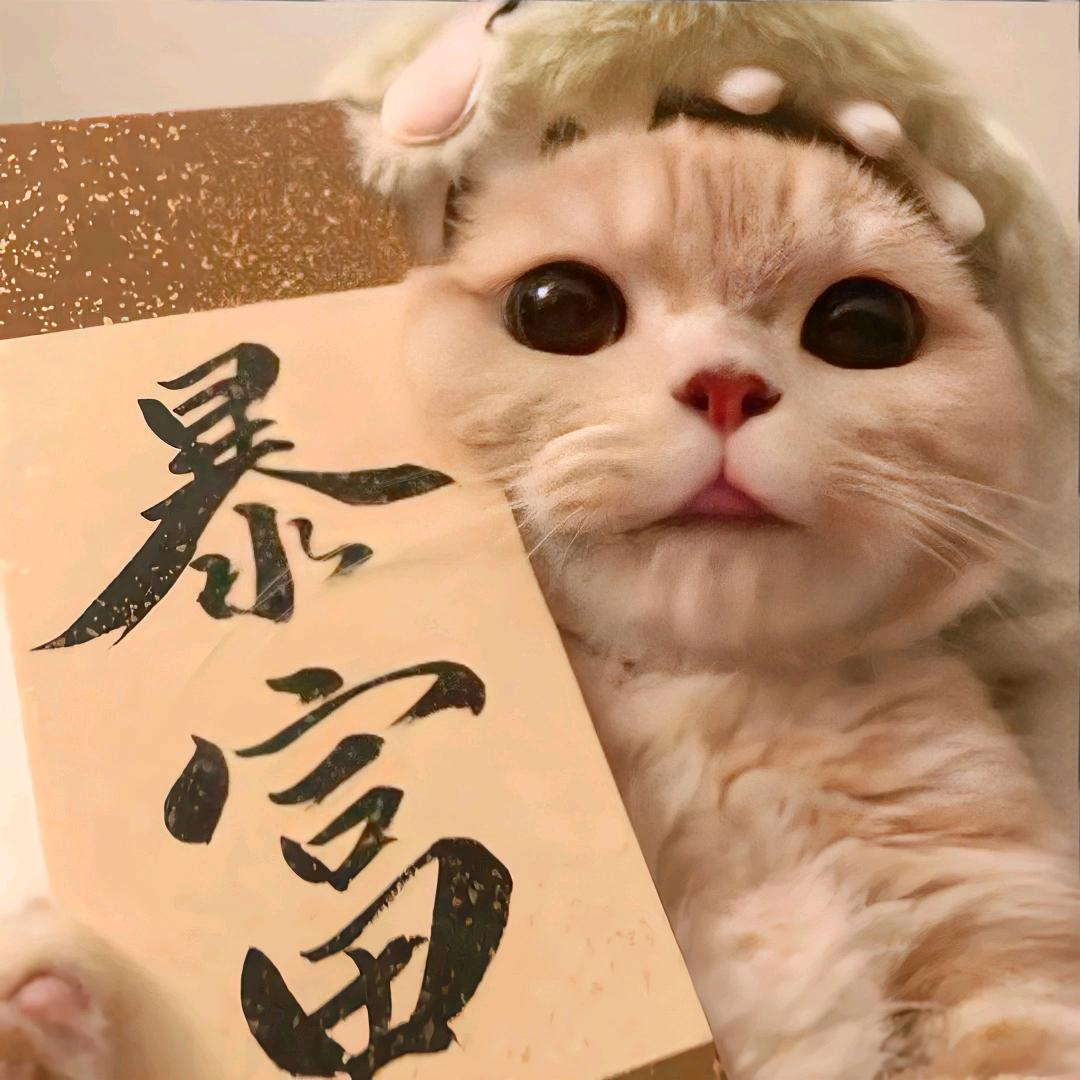 橘猫不是猪