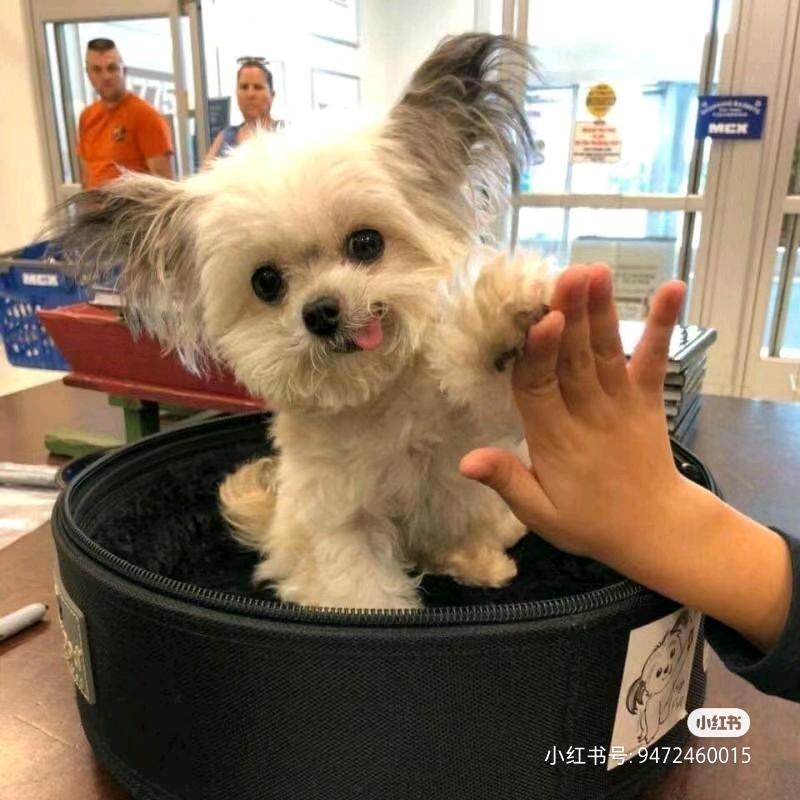 你想让我有什么名字