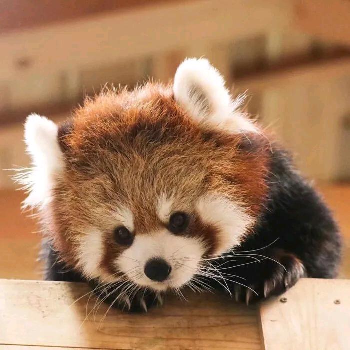 狙八戒