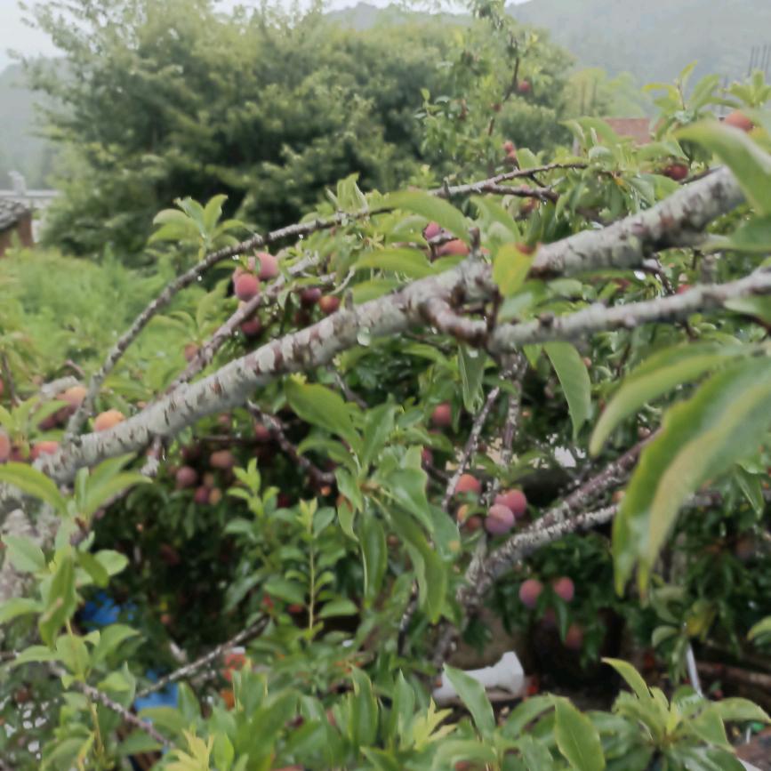 小游