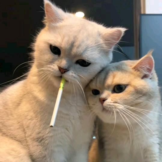 你跑那么快干吗🦊