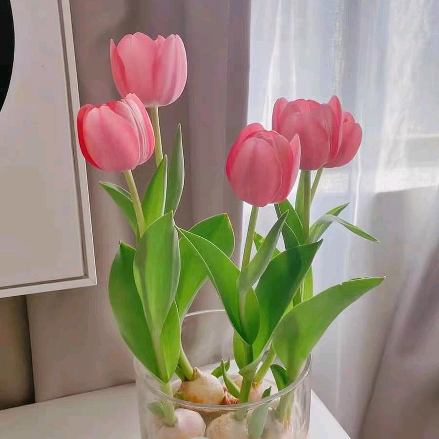 资深月嫂（月子教练）