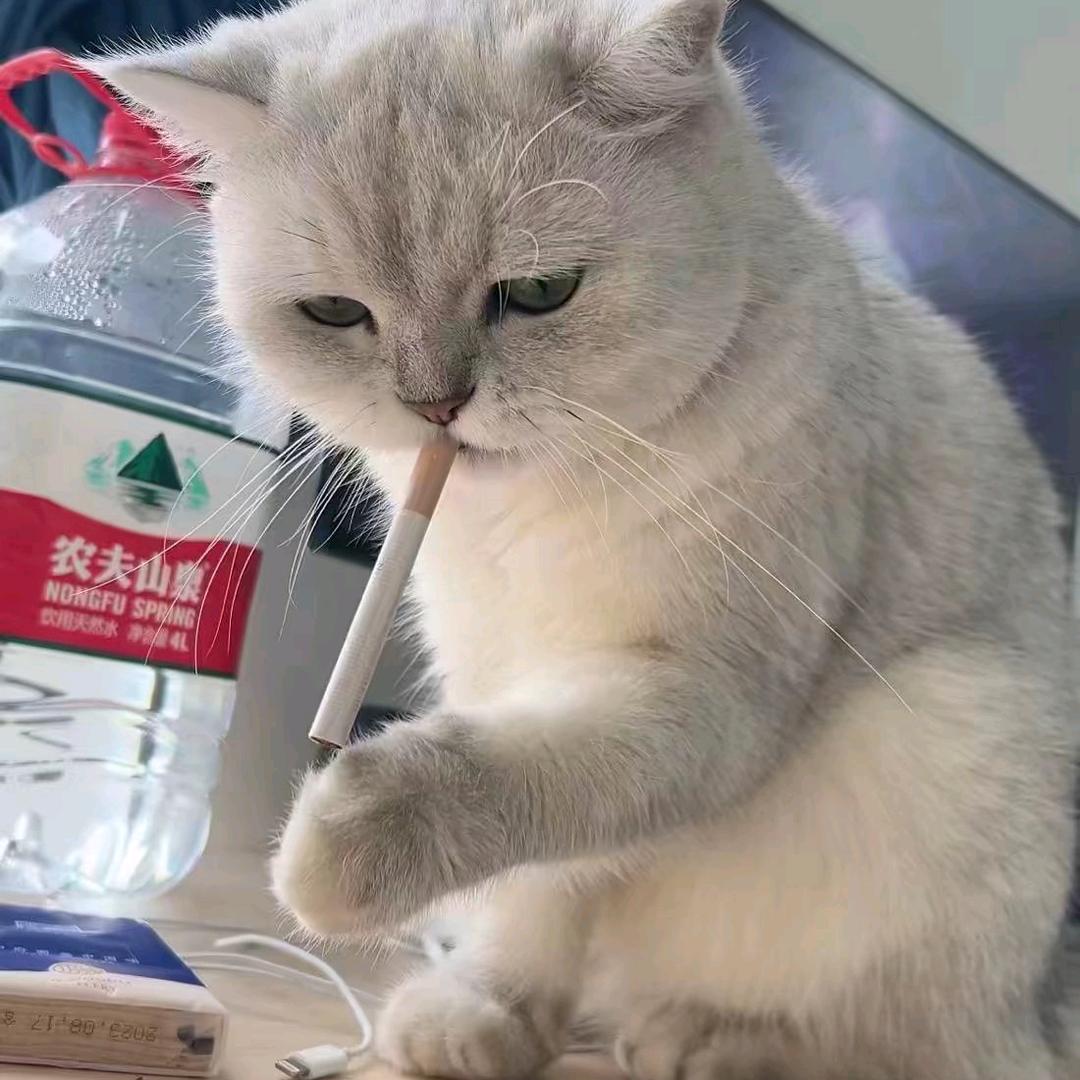 秦腔音视频优盘