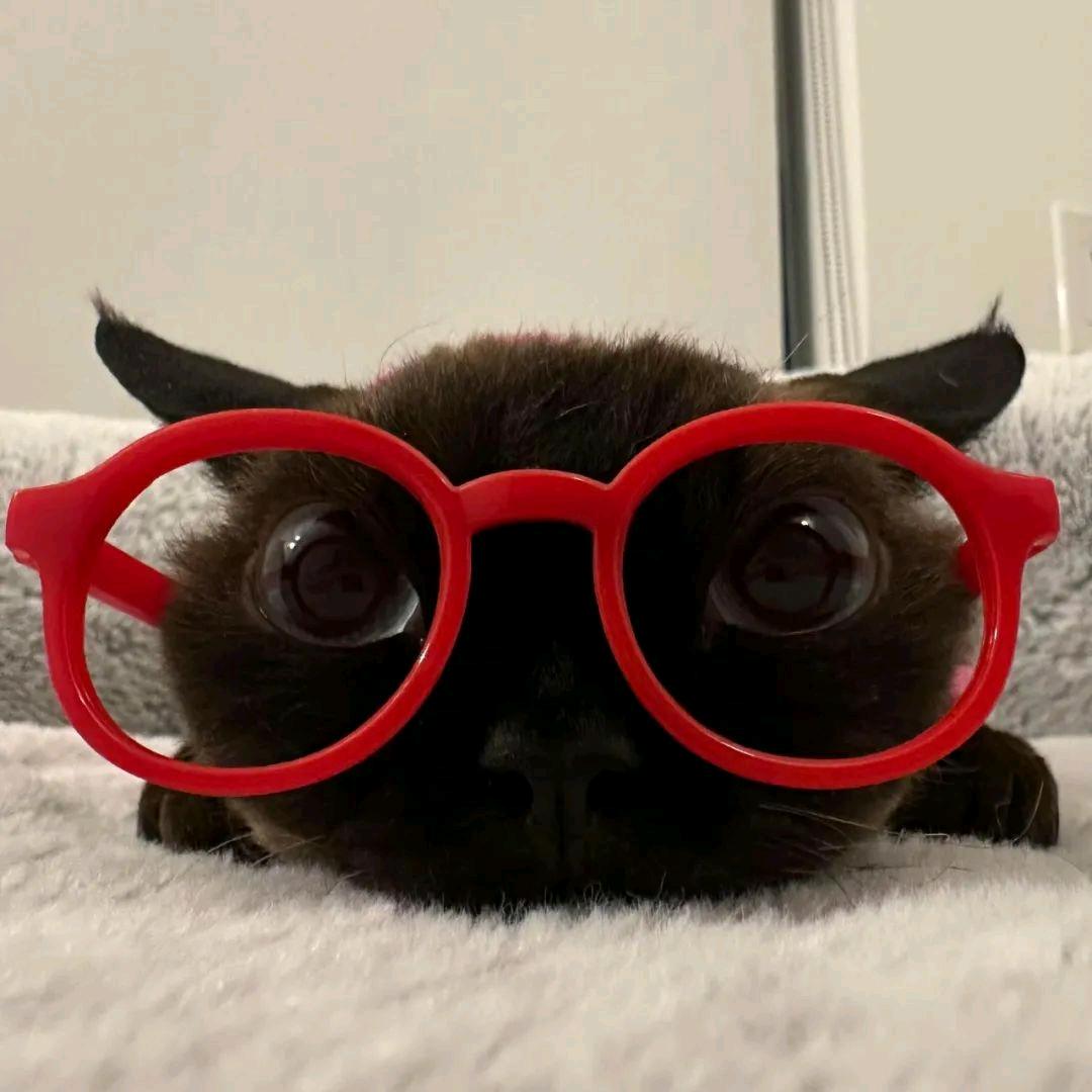 z_Yori