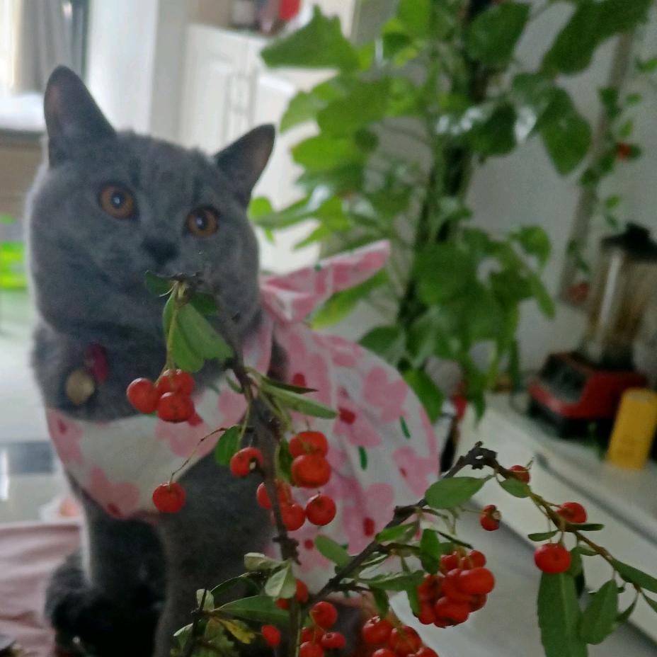 小七开心果