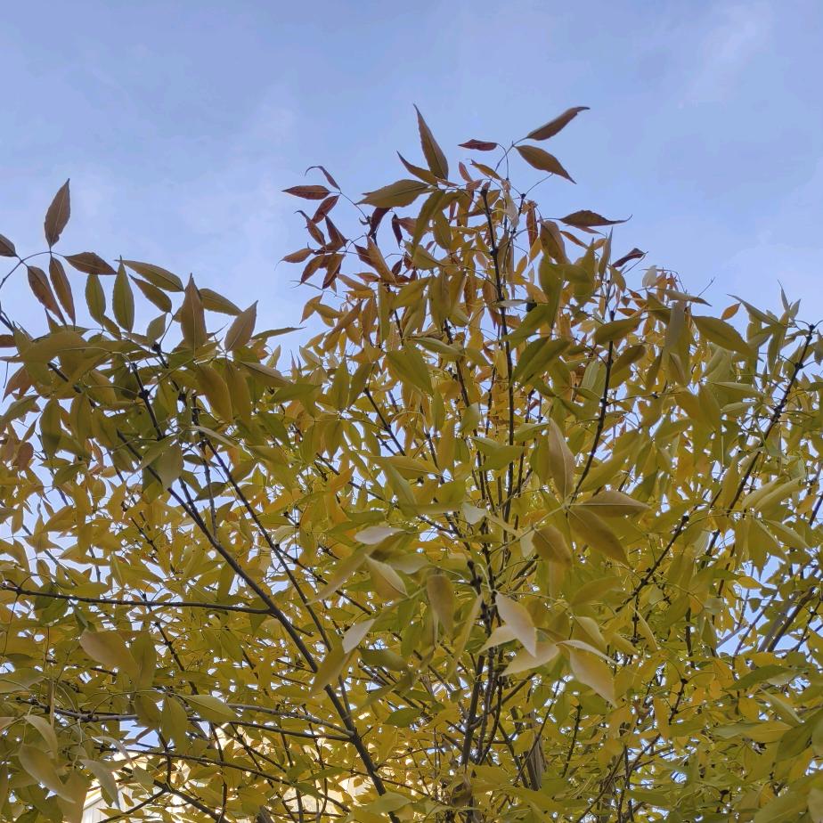 瓜州森巴特小蒲