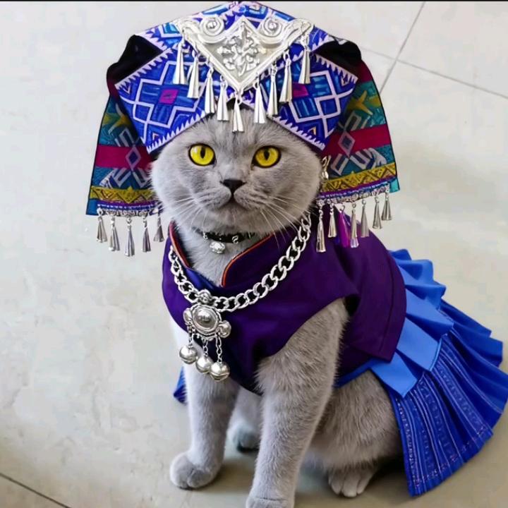 肥肥猫