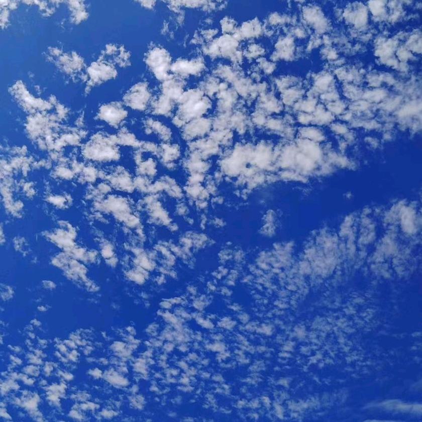 蛋蛋