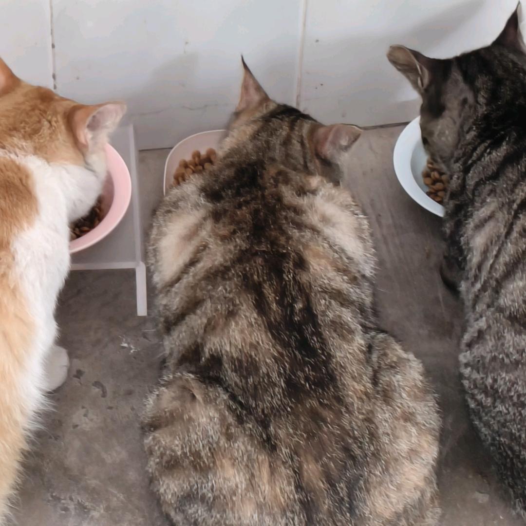 小虞今天不吃鱼