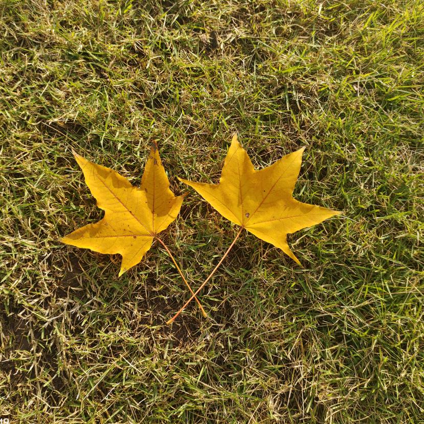 一笑而过🌻