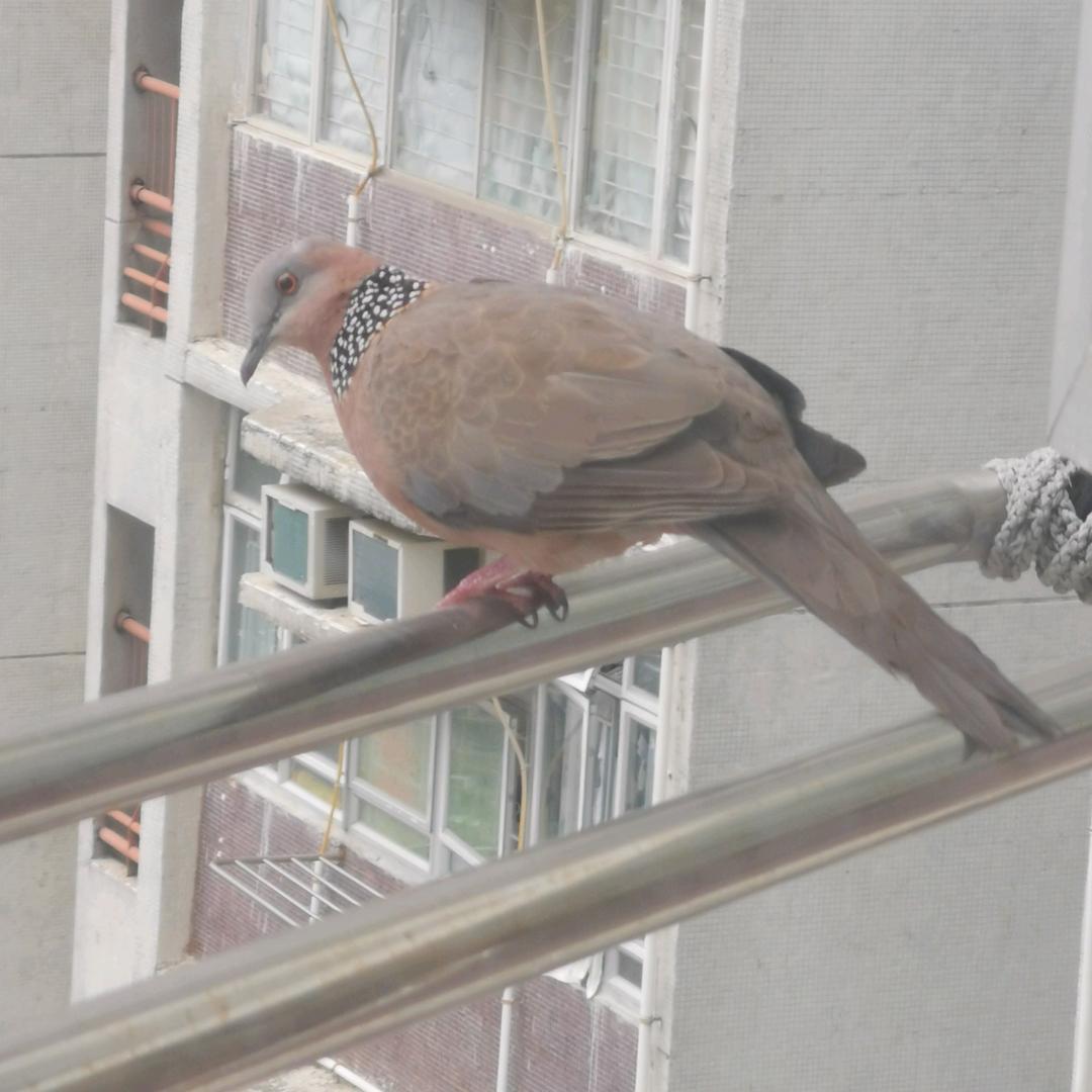 同样有大国梦的香港兔子