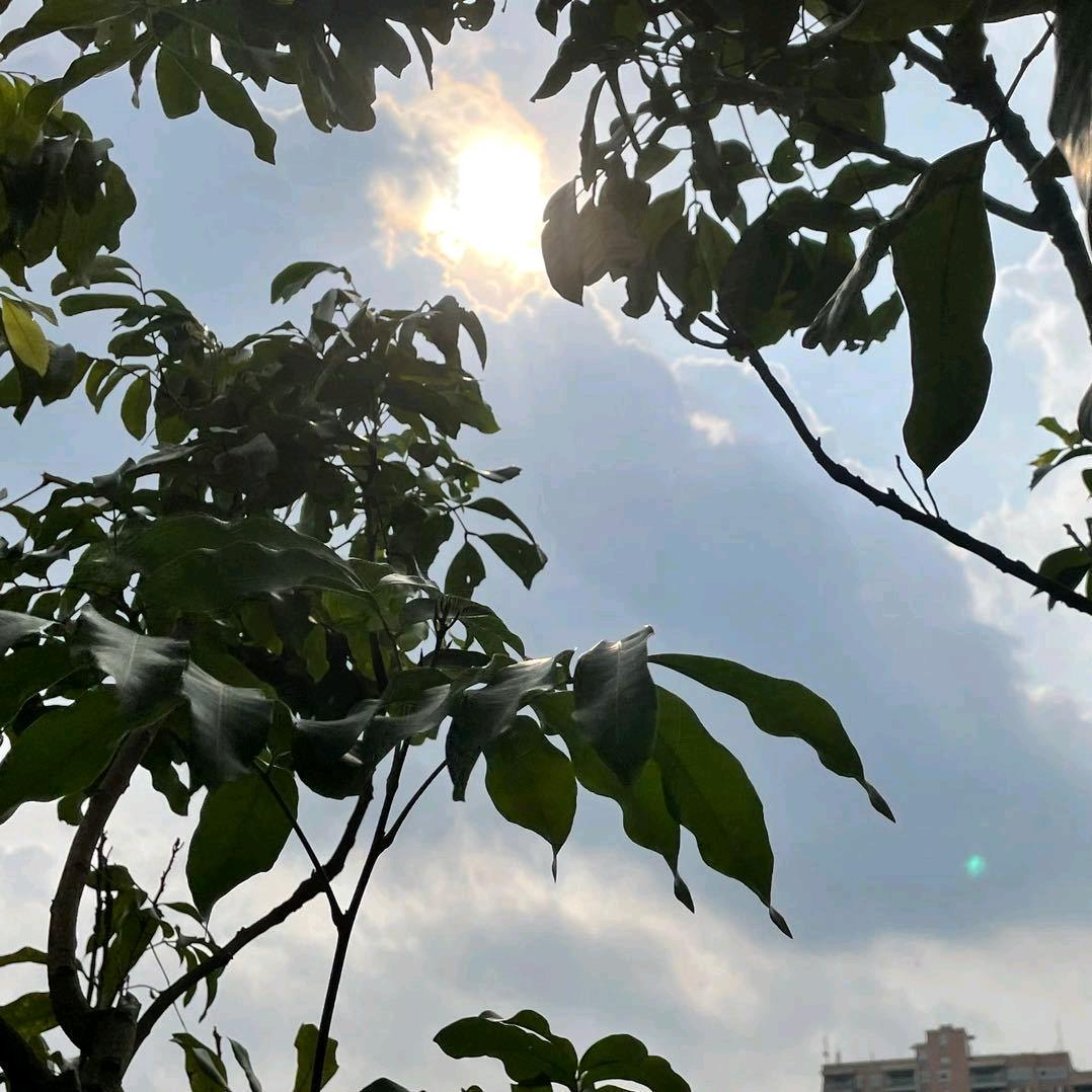 愿望之星