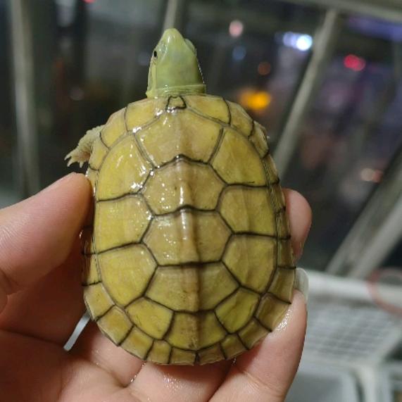 阿亮家的龟