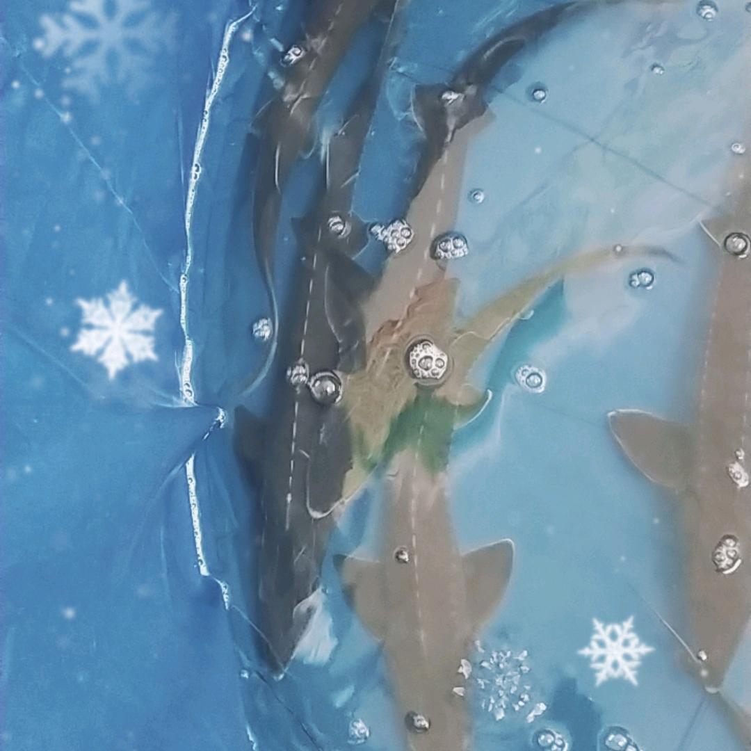 年年有鱼水产（鸭嘴鱼.鲟鱼）