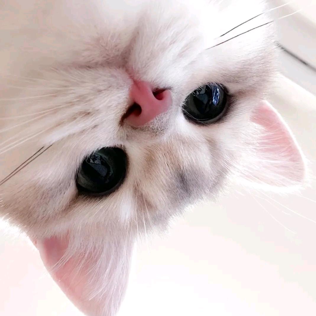 QoQ