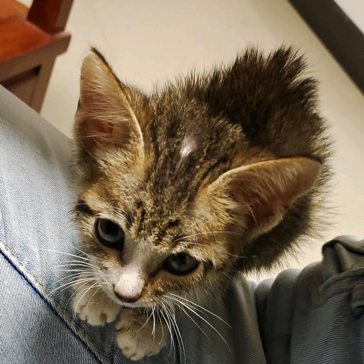 猫先生